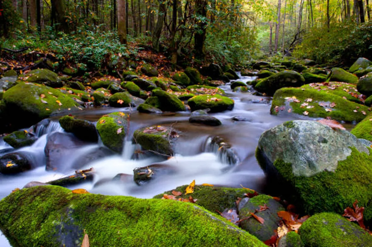 A peaceful creek winds through moss-covered rocks and trees adorned with autumn leaves. The sound of flowing water and the presence of surrounding greenery make this spot perfect for nature walks, birdwatching, and moments of quiet meditation.